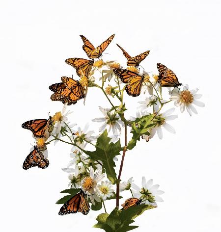 The Dream of Butterflies