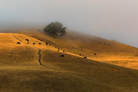 A Summer Morning in TriValley