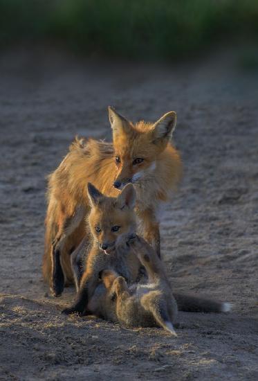 Fox Mother and Cub
