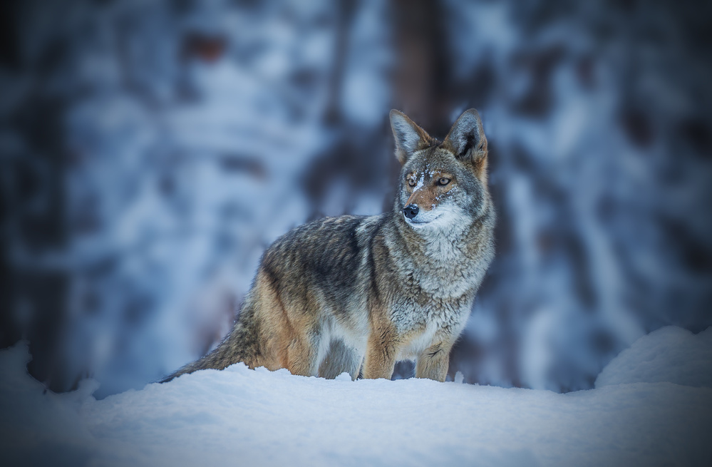 Coyote in Winter à Jenny Qiu