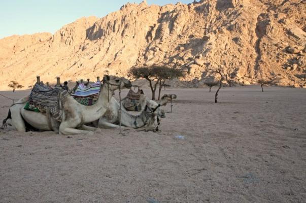 Kamele in der Wüste à Jenny Sturm