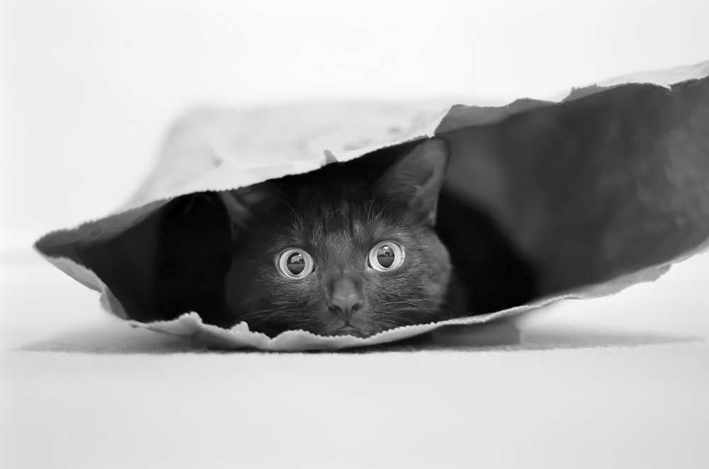 Cat in a bag à Jeremy Holthuysen