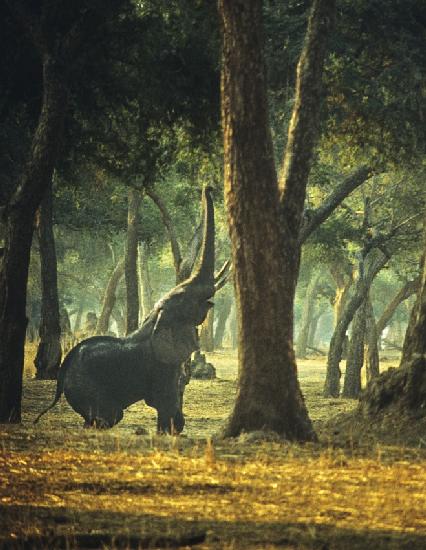 Elephant Yoga