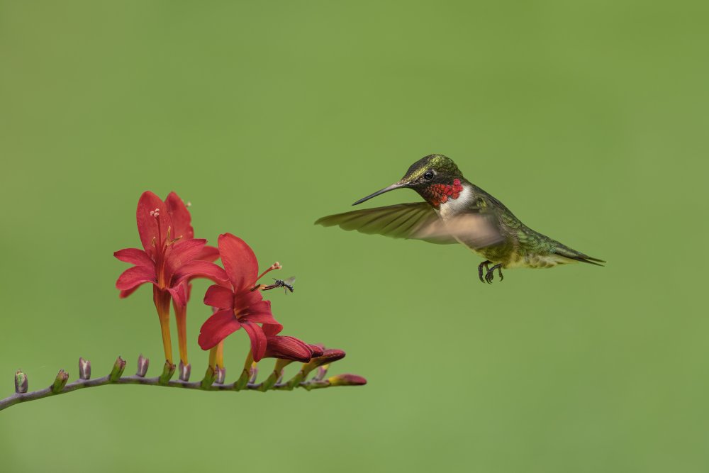 Hummingbird and Bee à Jia Chen