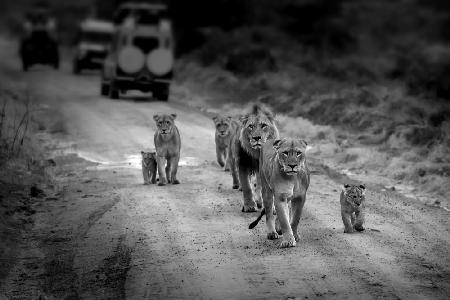 Lion Family Maasai Mara