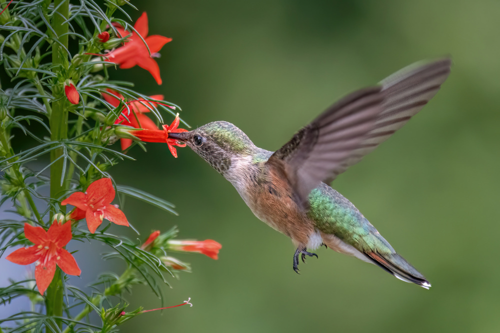 Broad tailed hummingbird à Jian Xu