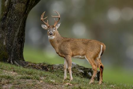 Buck handsome ready for his lady