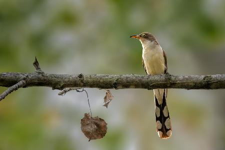 Yellow billed cuckoo