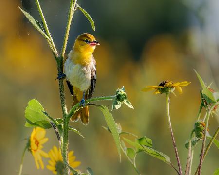 bullocks oriole