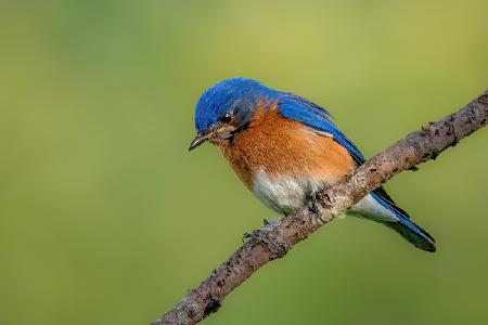 Eastern bluebird