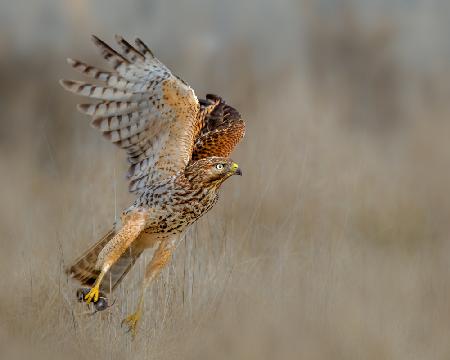 Red shouldered hawk capturing a vole