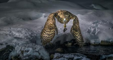 Blakiston fish  owl catch in the night