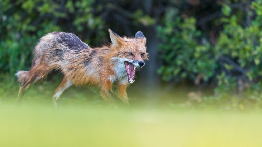 FOX à Jie Fischer