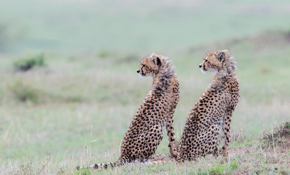 Cheetah brothers à Jie Fischer