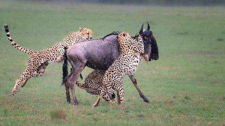 Cheetah  hunting