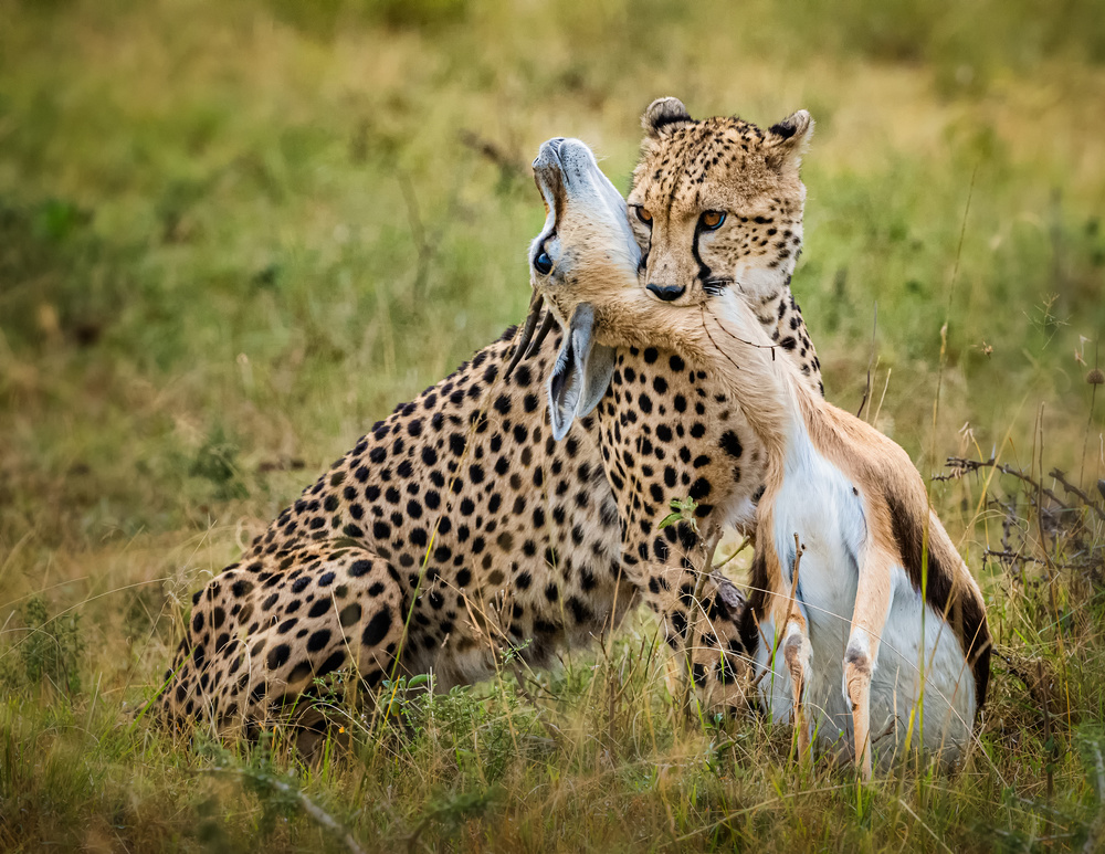 Cheetah hunting à Jie Fischer