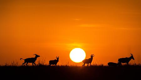 Running on  the sunset