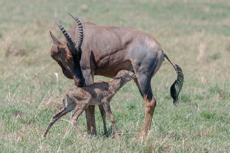 New life in Massai Mara