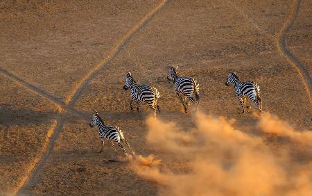 Zebra running in  the sunset