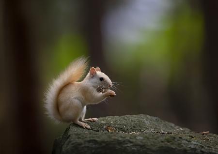 Leucistic Red Squirrel