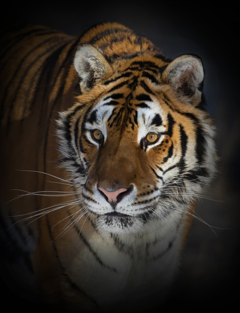 Portrait of a Siberian Tiger à Jim Cumming