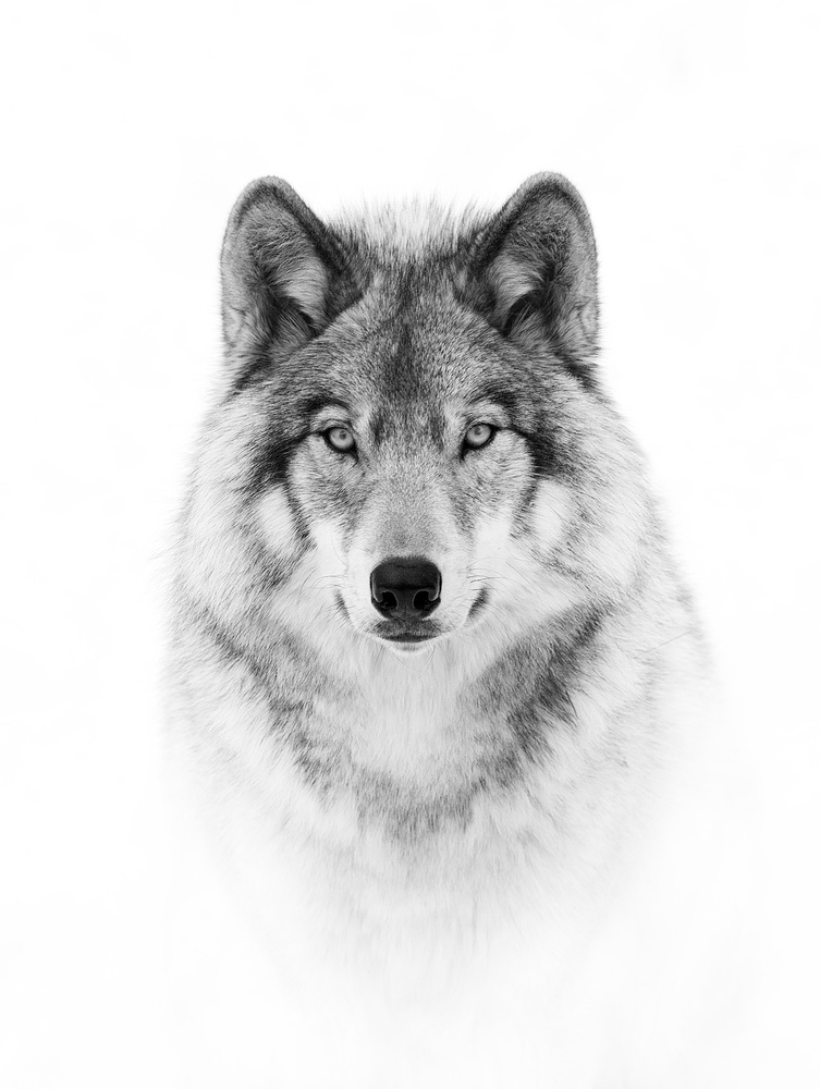 Portrait of a Timber Wolf à Jim Cumming