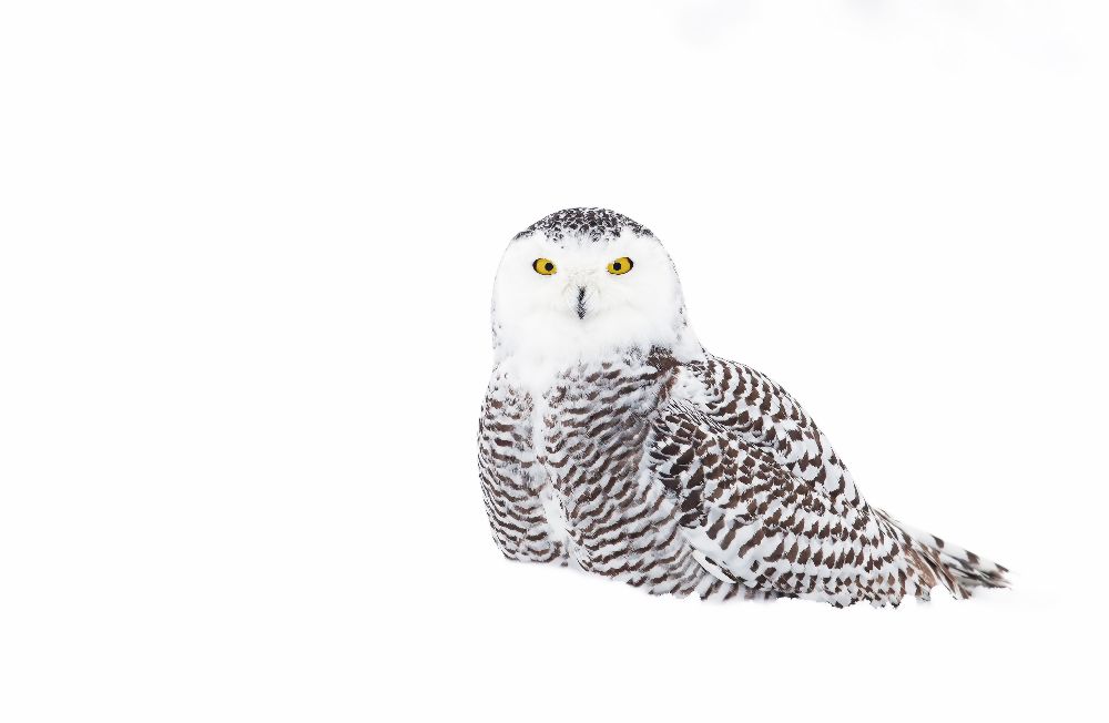 Snowy Owl in winter snow à Jim Cumming