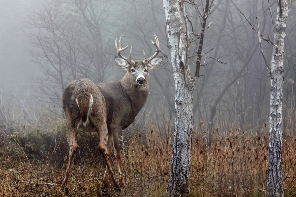 White-tailed buck - In the autumn fog à Jim Cumming