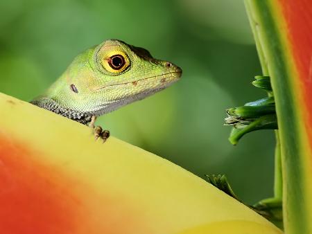 Anolida lizard