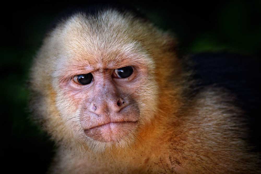Capuchin monkey à Jimmy Hoffman