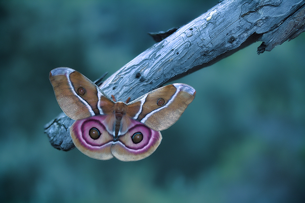 Madagascan Bullseye Moth à Jimmy Hoffman