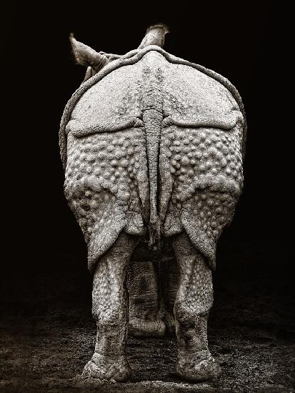 Rhino buttocks