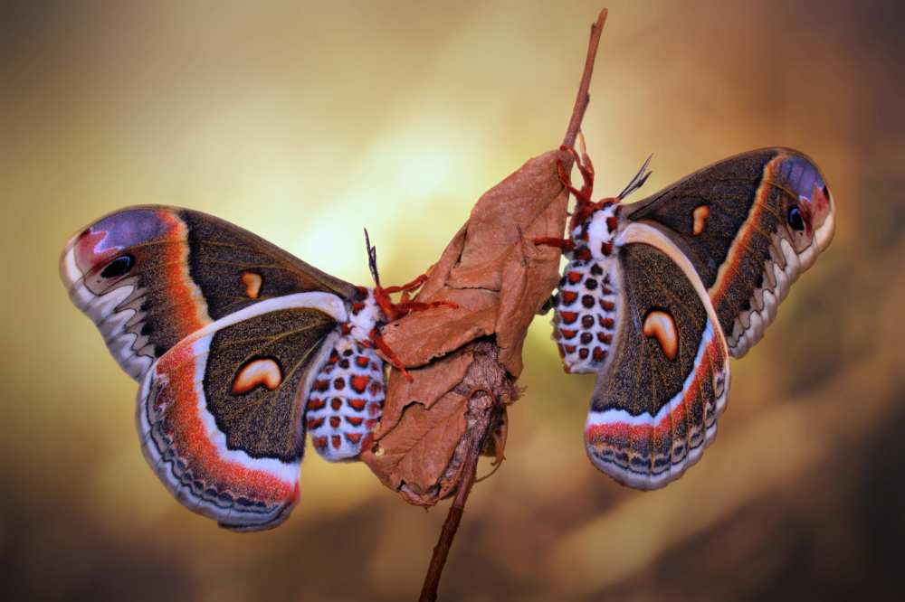 Robin moths à Jimmy Hoffman