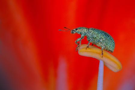 Weevil