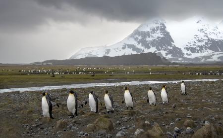 March of king penguins