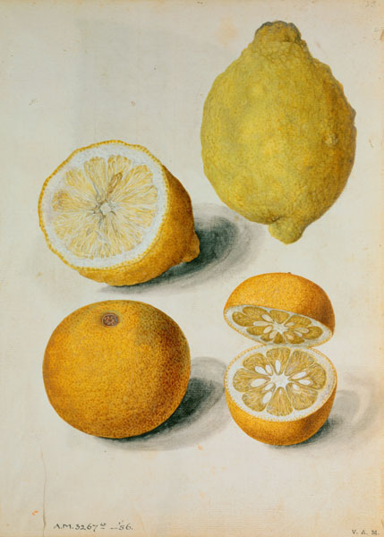 Lemons: Citrus limonum and Citrus aurantium à J.le Moyne  de Morgues