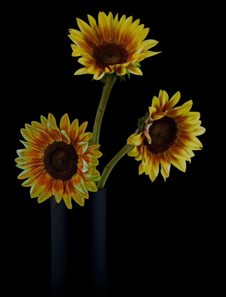 Sunflowers in Shadows à jlloydphoto