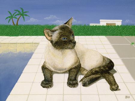 Siamese cat by a swimming pool
