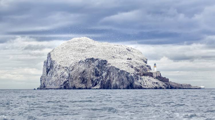 Bass Rock à Joan Gil Raga