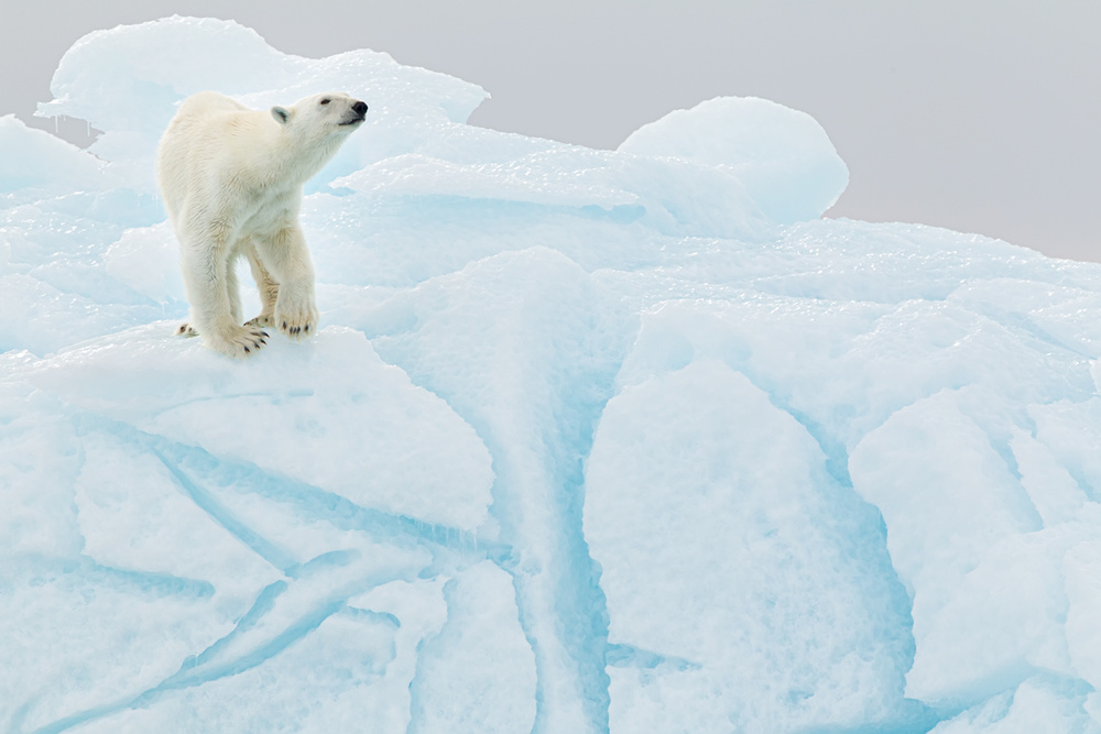 Polar bear on iceberg à Joan Gil Raga