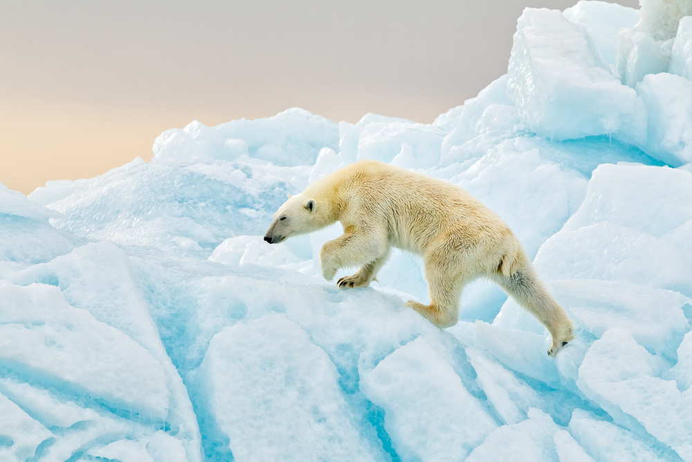 Polar Bear at Svalbard à Joan Gil Raga