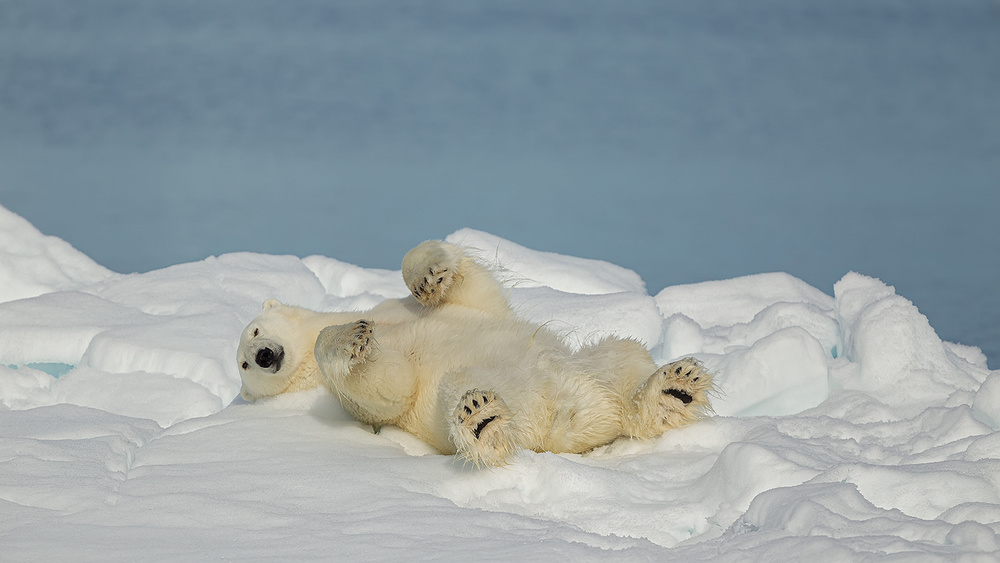 Polar bear in relax à Joan Gil Raga