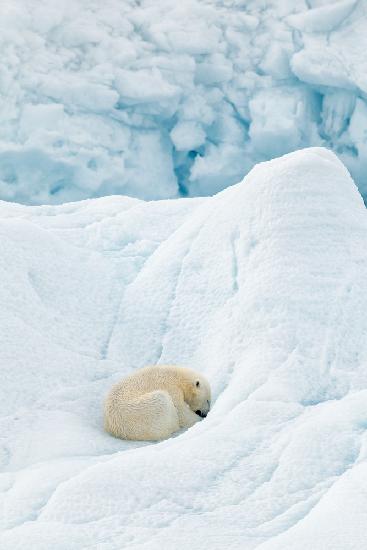 Polar bear sleeping