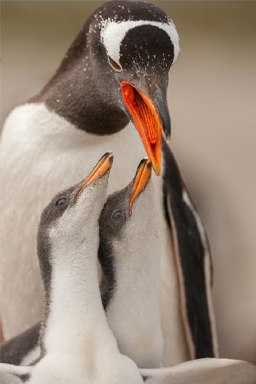 Gentoo penguin juvenile