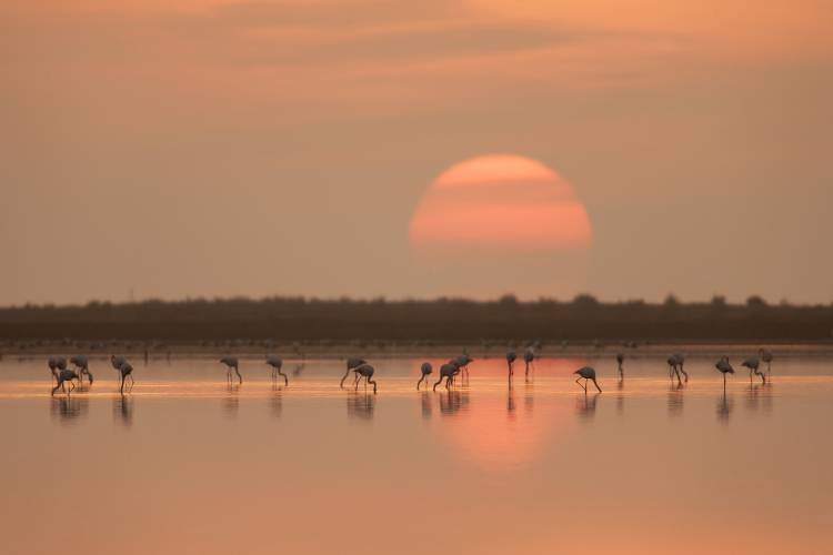 Flamingos at Sunrise à Joan Gil Raga