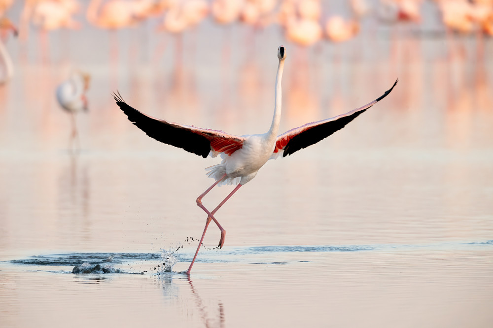 Flamingo dancing à Joan Gil Raga