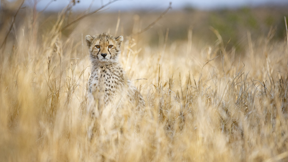 Young cheetah à Joan Gil Raga