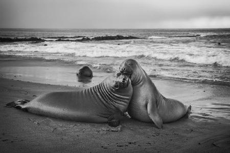 Juvenile elephant seal