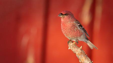 Pine grosbeak