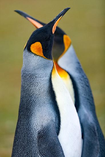 King penguin